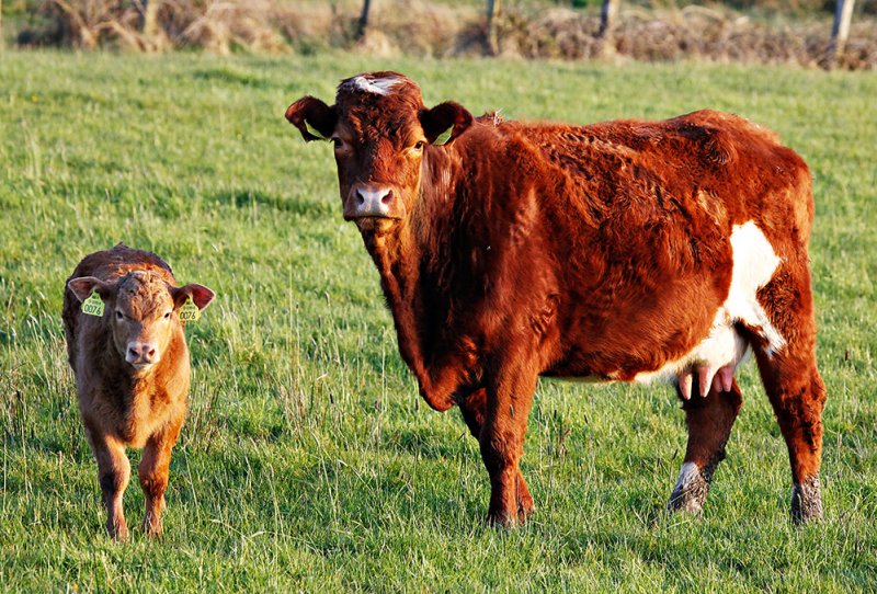Red Cow + Calf