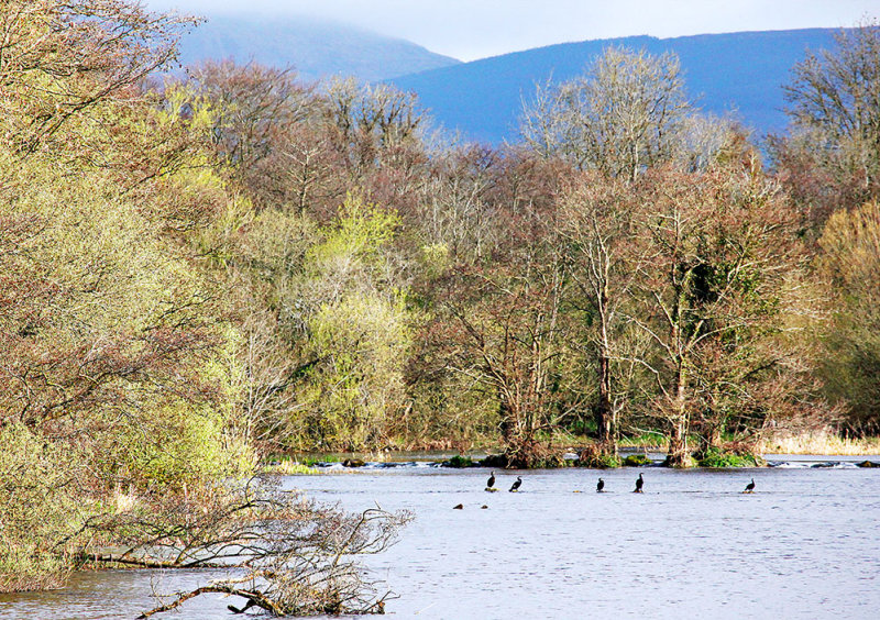 Five Cormorants