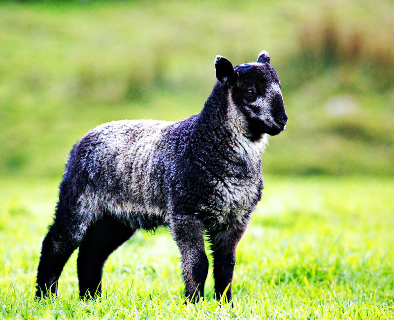 Mountainy Lamb