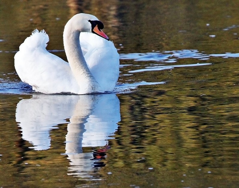 Swan Reflecting
