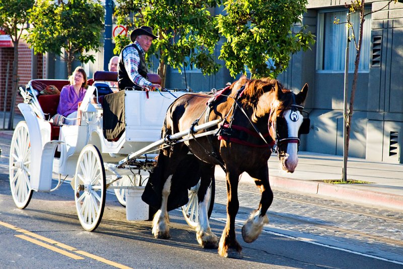 Horse Drawn Tour