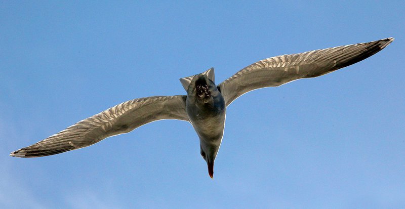 Seagull Gliding