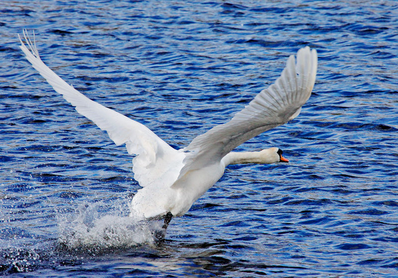 Swan Takeoff