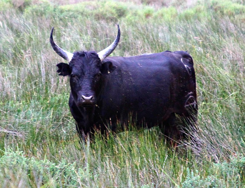 Camargue Bull