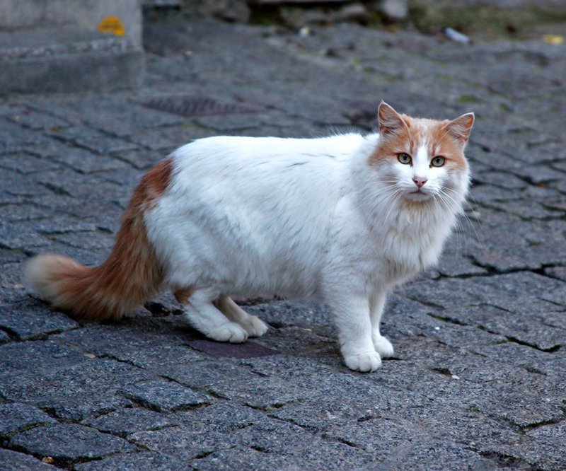 Carcassonne Cat
