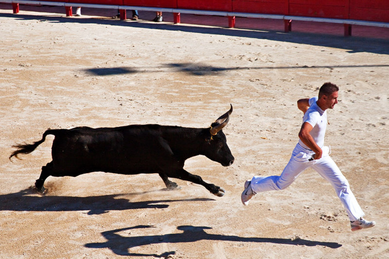 Camargue Bullfight