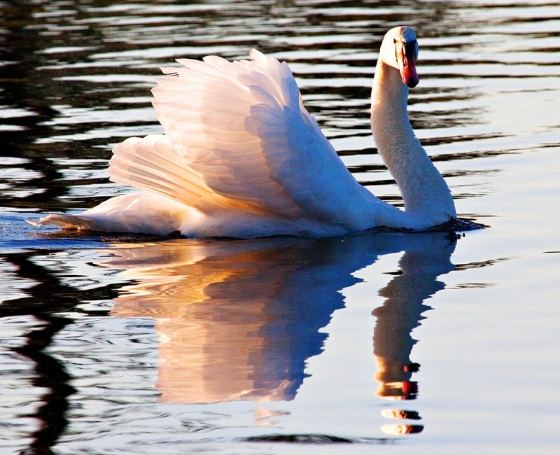 Swan Patrol