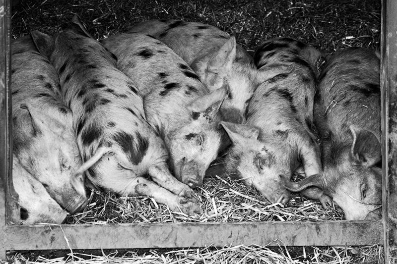 Slumbering Pigs