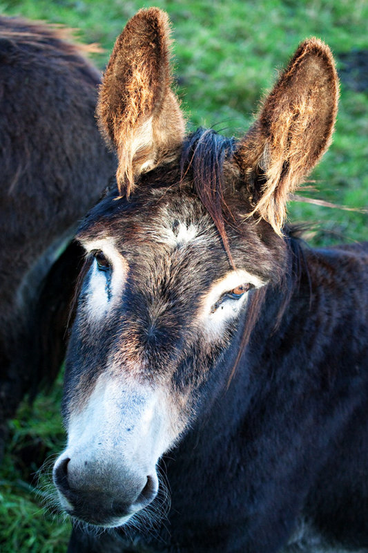 Old Grey Mare