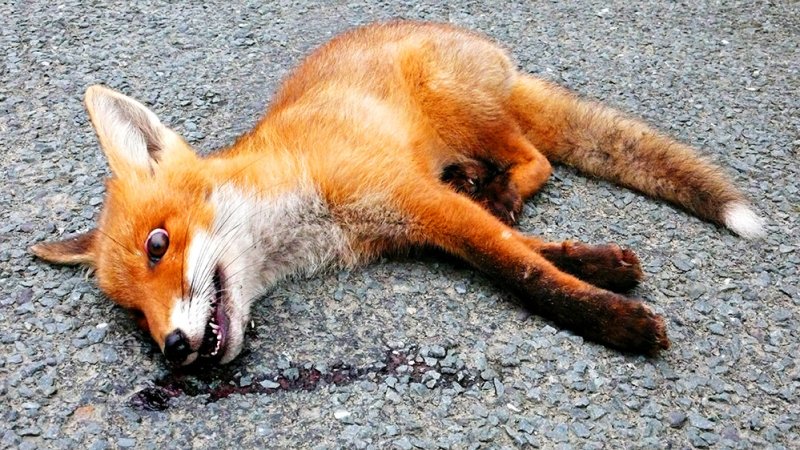 Fox-Cub
