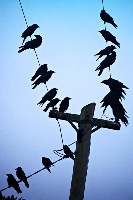 A Murder of Crows