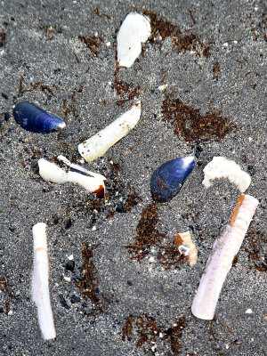 Shells on the Beach