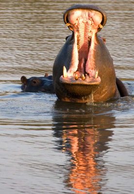7-Oct ... Mother Hippo + calf