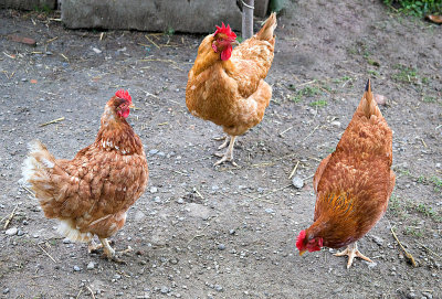 Hens