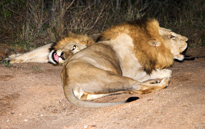 Mapogo Males Roaring at Night