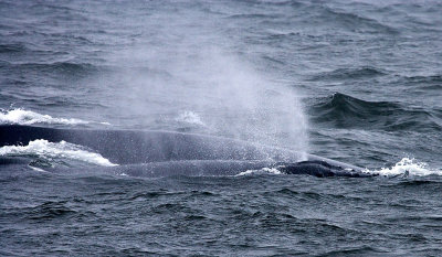 Humpback Whales