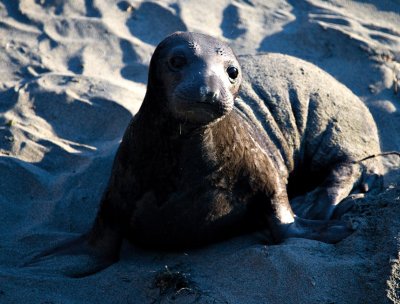 Elephant Seal Pup