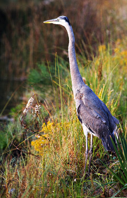 Great Blue Heron (Ardea herodias)