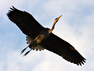 Grey Heron in flight