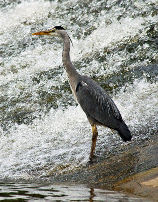 Grey Heron Fishing