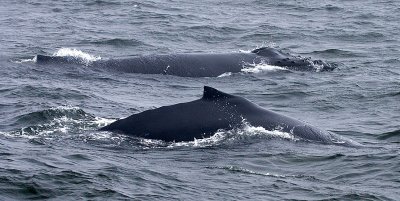 Humpback Whales