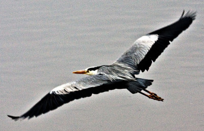 Grey Heron in flight