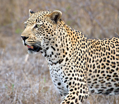 Male Leopard Hunting