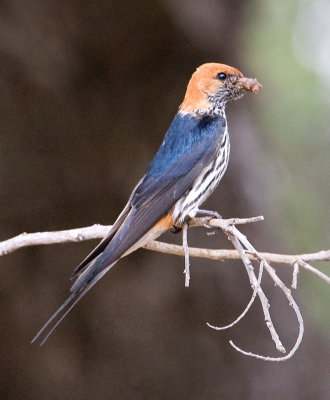Lesser Striped Swallow