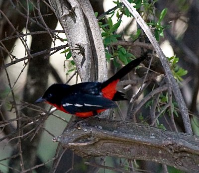 Crimson-breasted Shrike