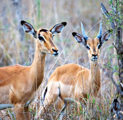 Impala Ewe + Ram