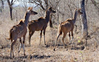 Kudu Cows watching a Leopard