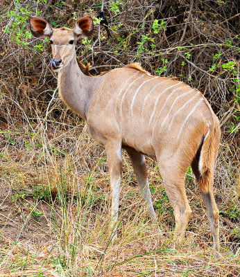 Kudu Cow