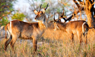 Waterbuck Juvenile Males