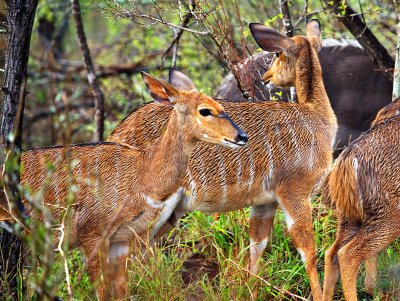 Nyala Ewes