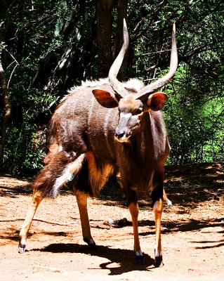 Nyala Ram