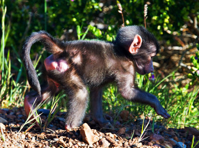 Chacma Baboon Baby