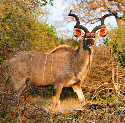 Kudu Bull