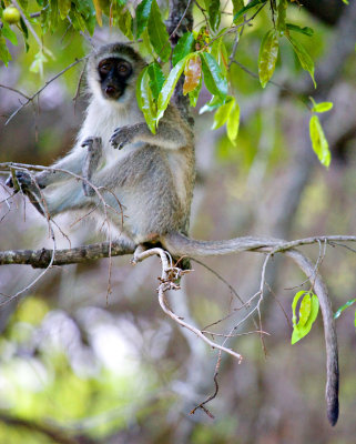 Vervet Monkey - Juvenile