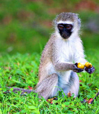 Vervet Monkey