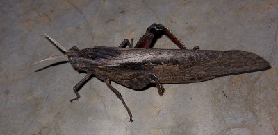 Grasshopper, Limpopo