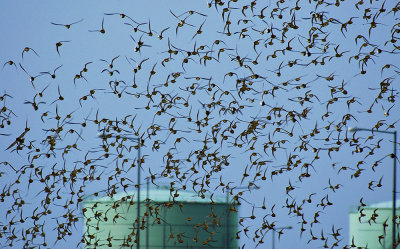 Golden Plover (Pluvialis apricaria)