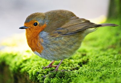 Pumped-up Robin