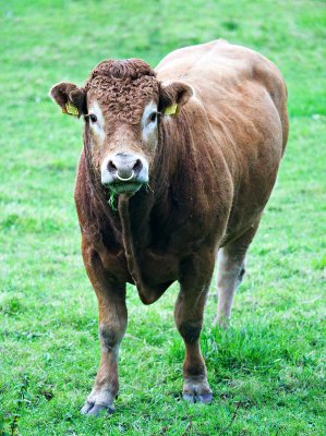 Limousin Bull