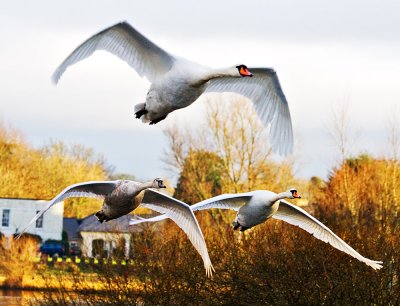 Mute Swans