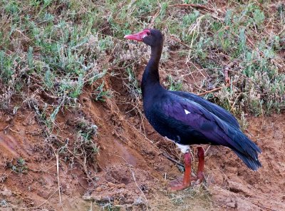 Spur-winged Goose (Plectropterus gambensis)