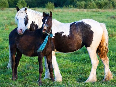 Horse Laugh