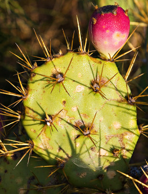 Prickly Pear Cactus