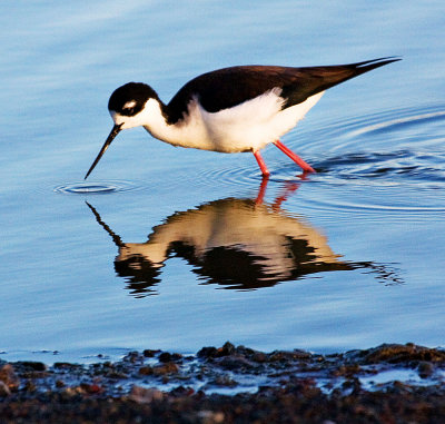 Black-necked Stilt