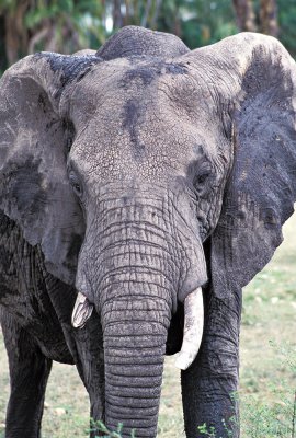 Broken Tusk