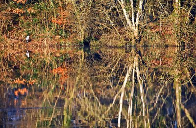 Shannon River Reflections